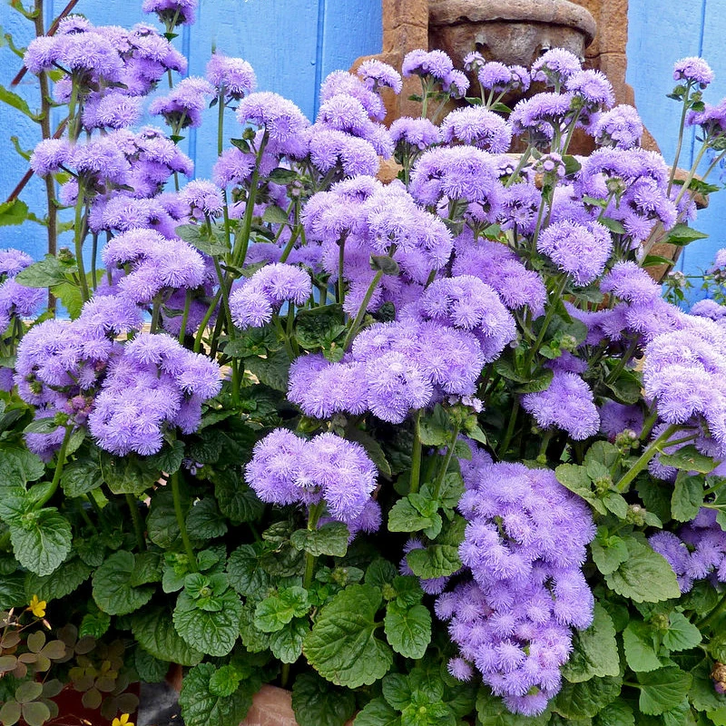 罗曼的花园藿香蓟盆栽花卉花苗花镜地被庭院阳台蓝色观花植物好养