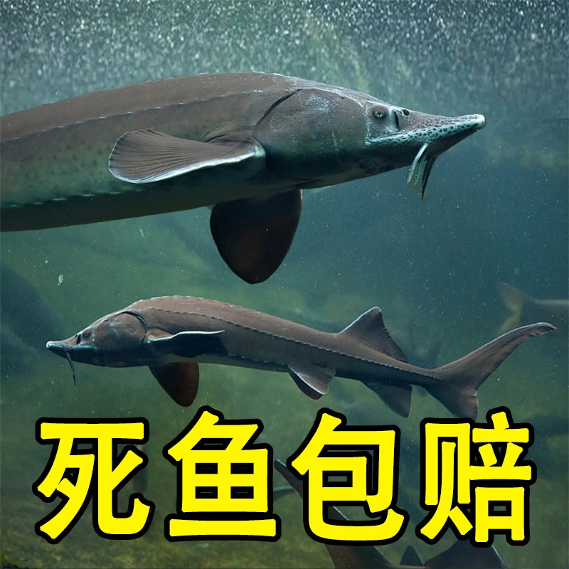长白山淡冷水鲟龙鱼鲜活水产加冰打氧 顺丰包邮5斤冷水鱼食用