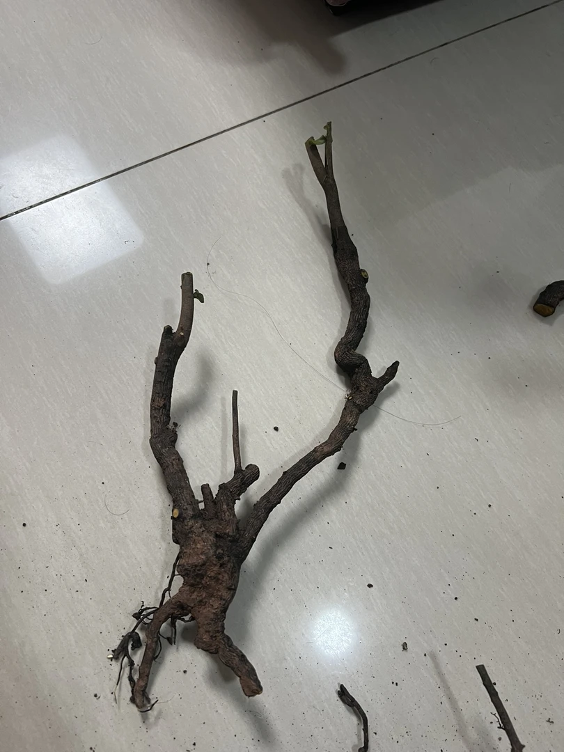 金弹子盆景图片仅供参考，以直播间为主