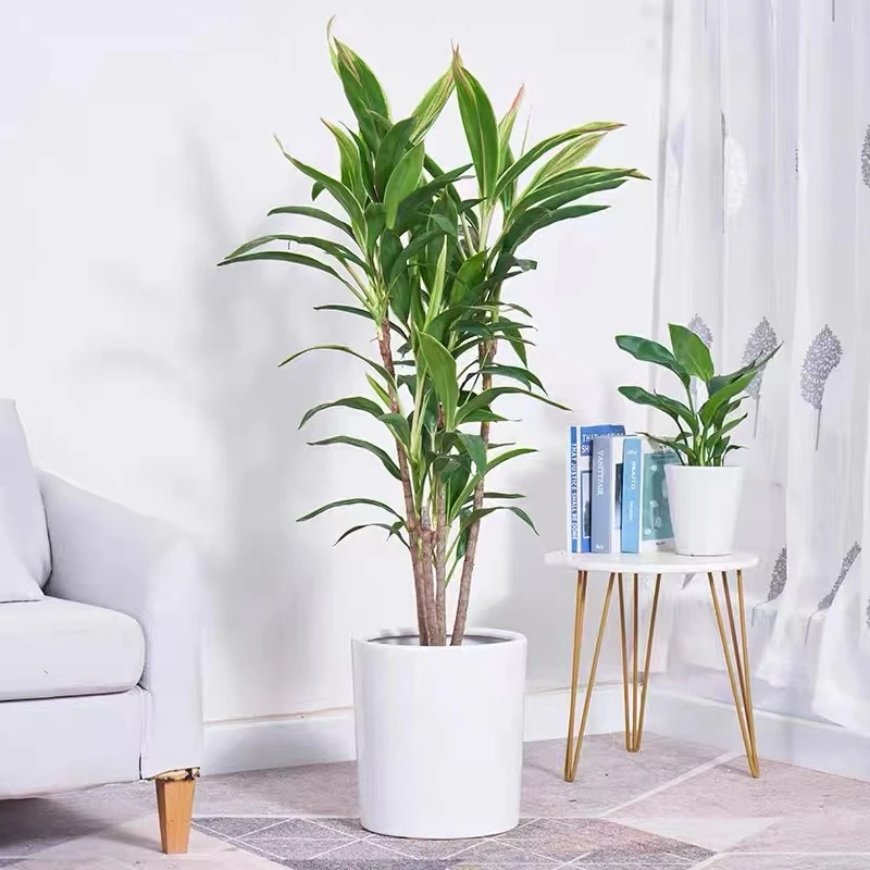 网红梦幻朱蕉青叶朱蕉大型室内客厅除甲醛造型飘枝四季长青盆景