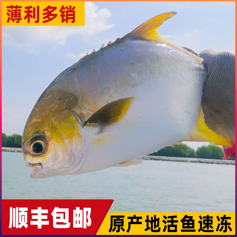 （爆品MO）金鲳鱼200-300/条-8条/广东深海鲜活速冻顺丰冷链