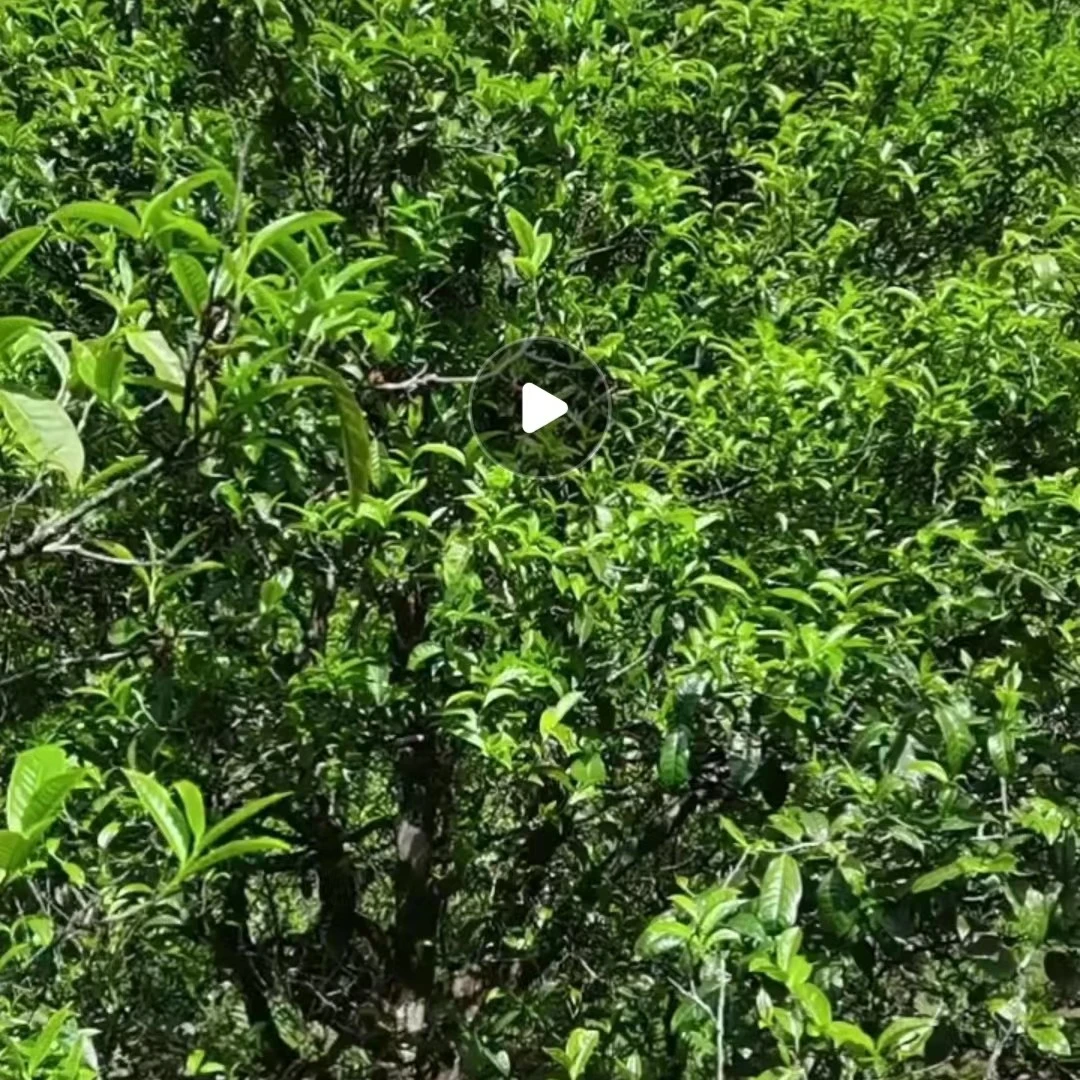 2022小户赛森林古树散茶100克