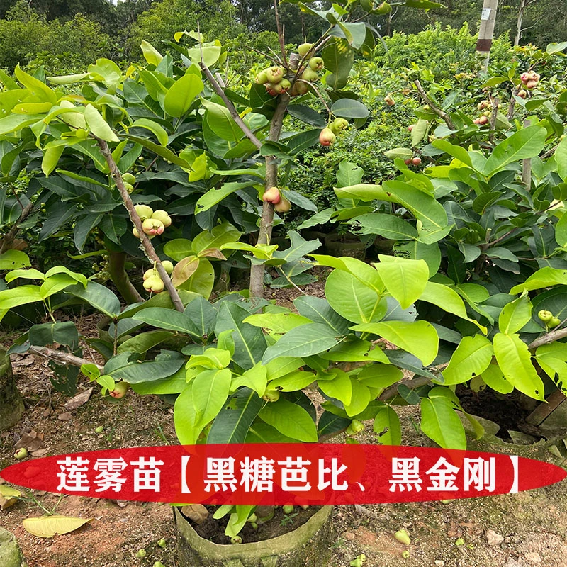 莲雾苗黑糖芭比莲雾苗黑金刚莲雾苗大叶红莲雾苗盆栽地栽庭院种植