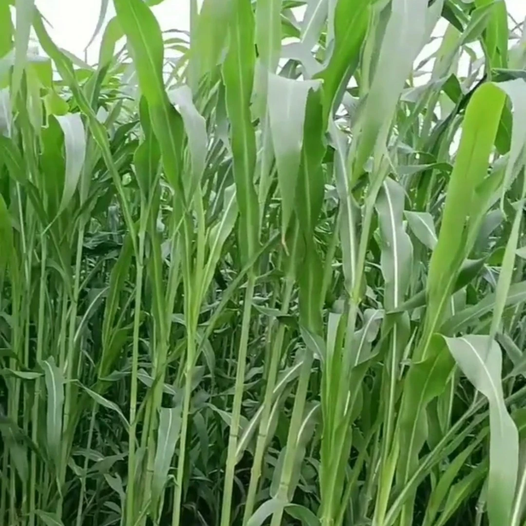 苏丹草种子 鱼草 耐热牧草籽 高产牧草种子 养殖鸡鸭鹅猪牛羊牧草