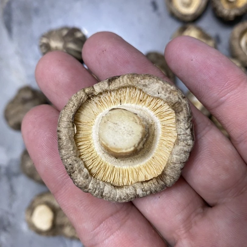 启兴 深山美味大花菇 4-5厘米 250克