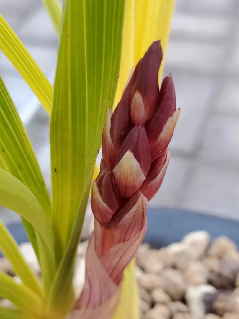 卧龙兰苑艺草大放送 直播间下单 其他时间勿拍