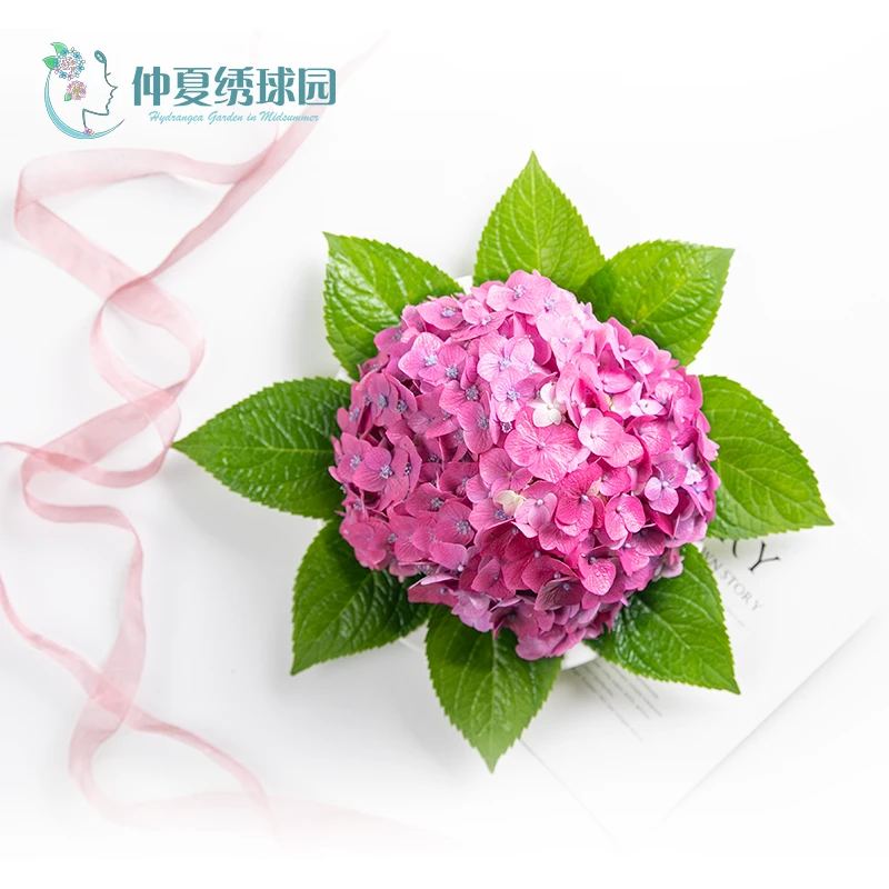 庭院红色木本植物绣球欧洲木绣球圆锥粉色室内圆锥木绣球圆锥绣球