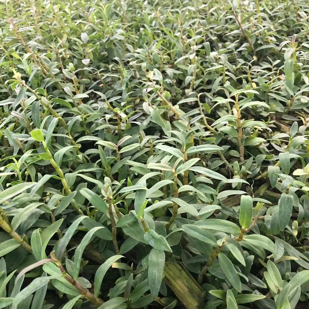 （一物一价）铁皮石斛苗边种边观赏，开黄色花绿植盆景