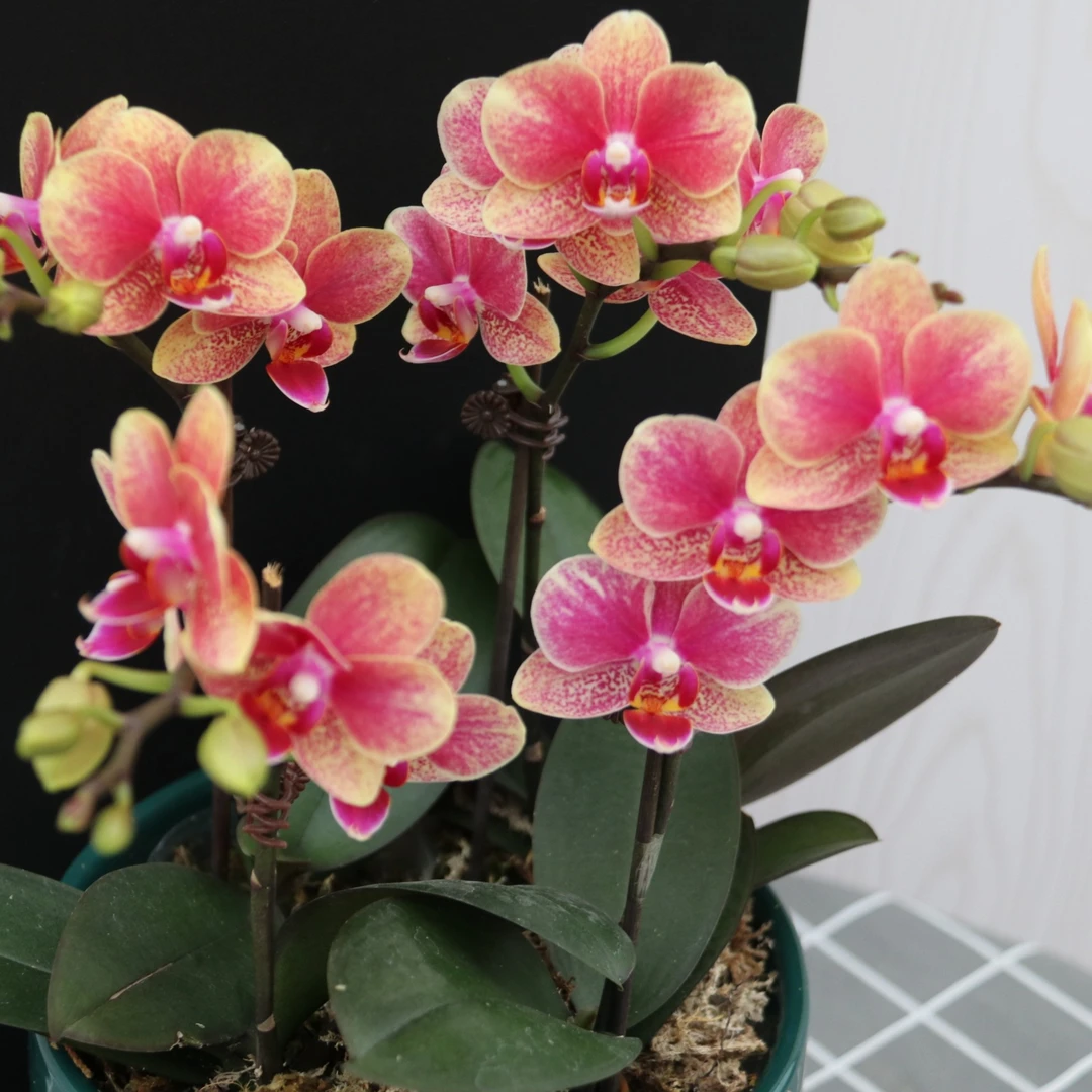 蝴蝶兰{金蝶}，带花带花苞，新疆包邮！