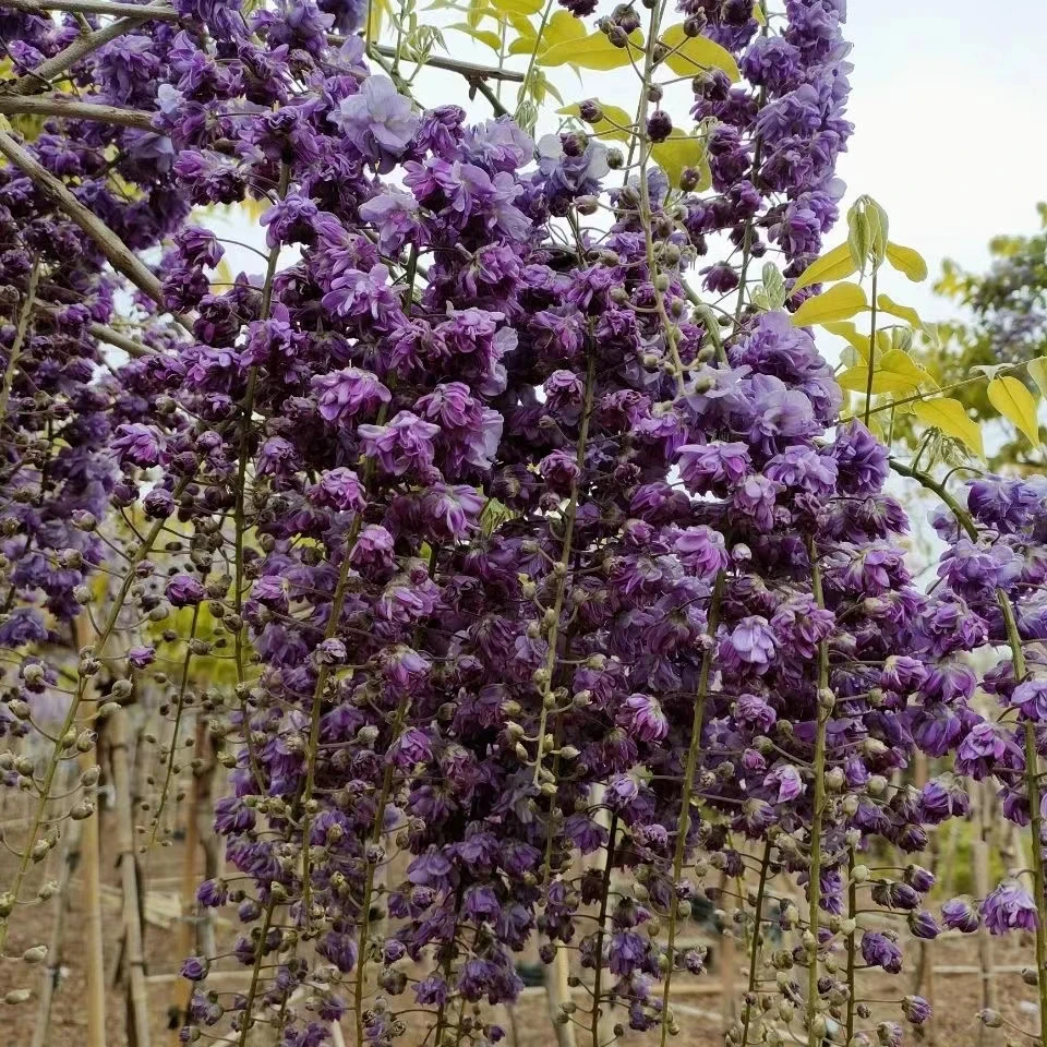 日系长穗紫藤花苗爬藤植物