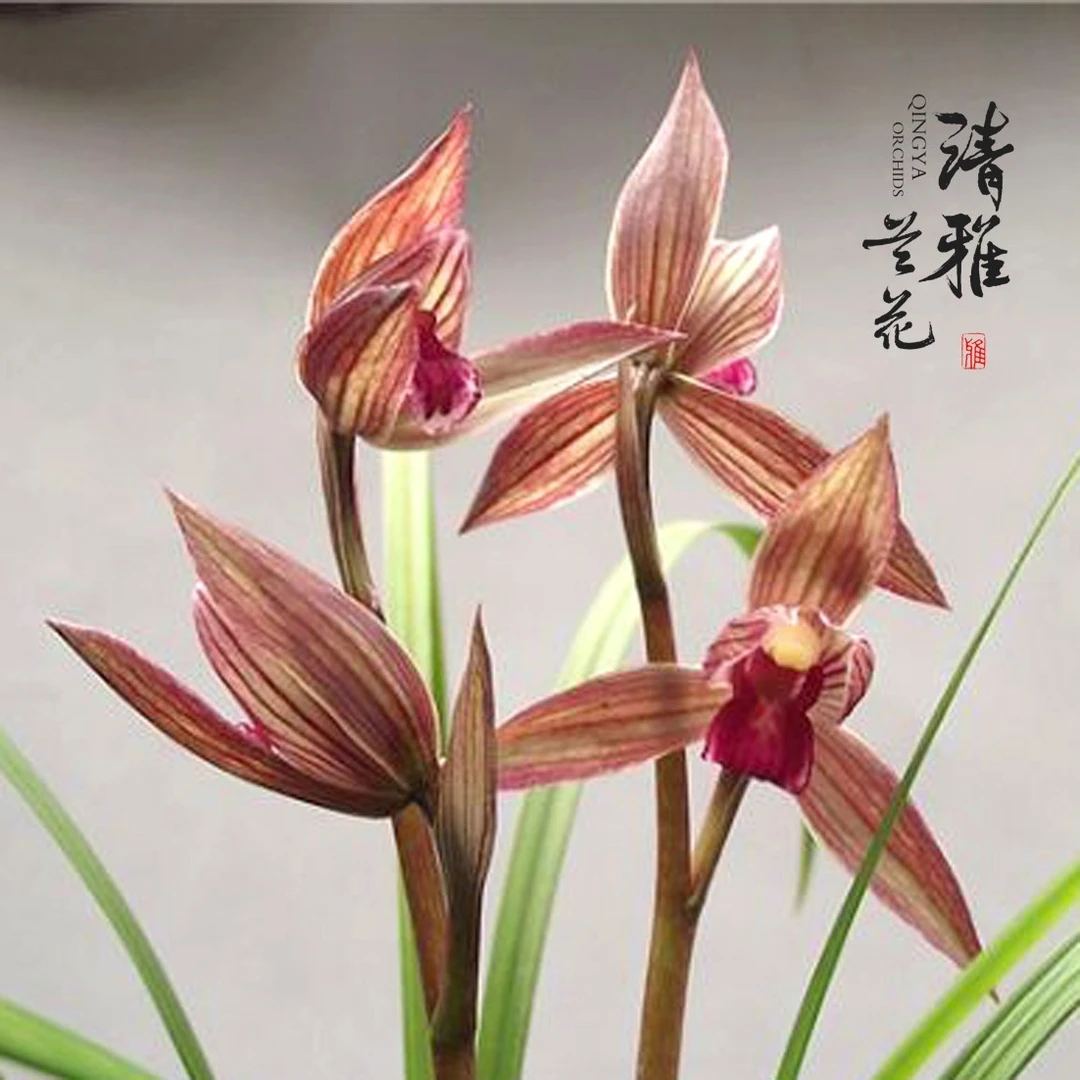 QINGYALANYUAN/清雅兰园春剑柳枫红素 好养国兰 兰花苗 精致高雅