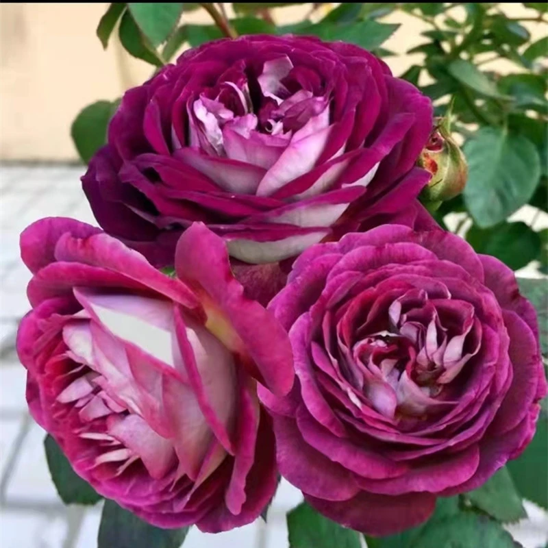 合唱团月季浓香大花四季丰花紫色多头群开抗病重瓣庭院阳台种植