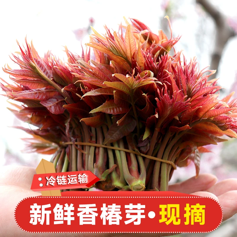 2025年秦岭露天头茬红油香椿芽0.5/1/2/3/4斤新鲜嫩春芽鲜美叶菜