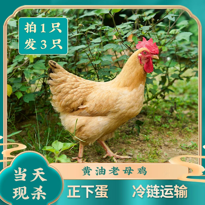 【粉丝专享】拍一发三 大别山正宗黄油母鸡3只6斤 顺丰冷链煲汤