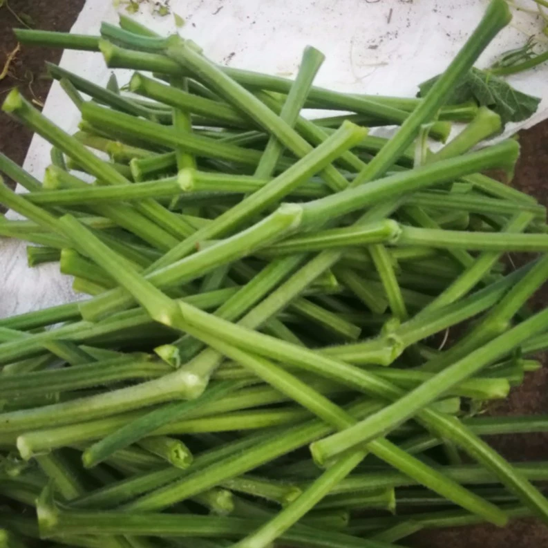 湖南蔬菜 农家蔬菜 食用南瓜杆 新鲜南瓜藤净杆 自种番瓜藤