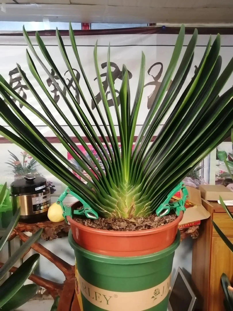 长春盛博君子兰苑