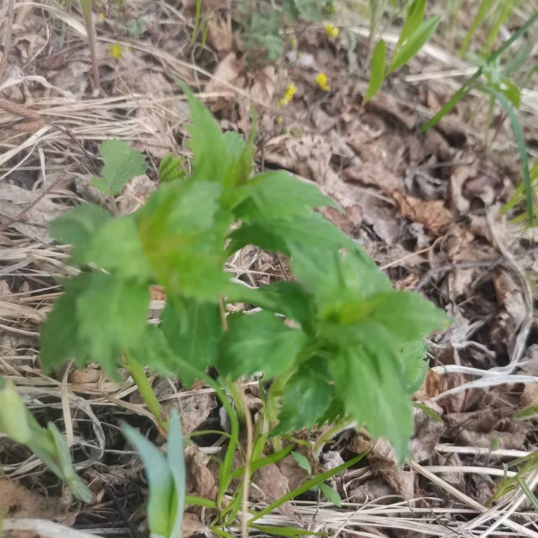 东北大兴安岭野生四叶菜焯水一袋一斤速冻发货