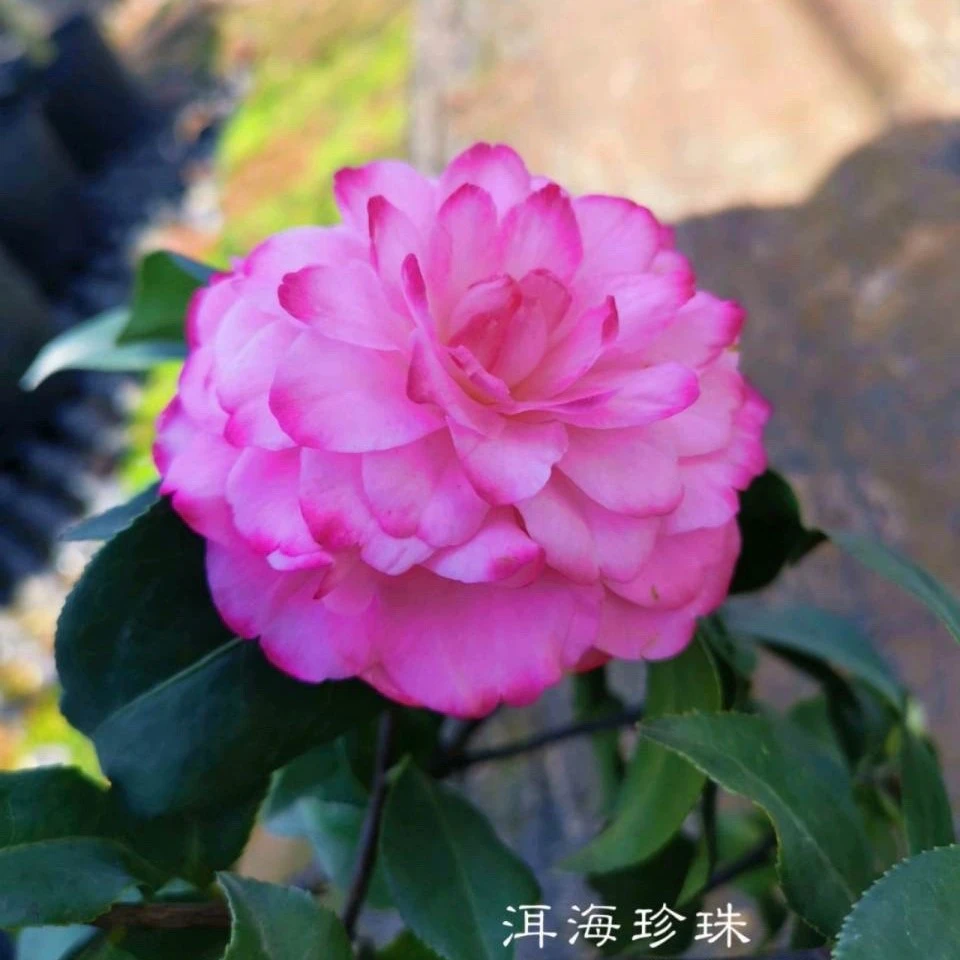 洱海珍珠品种茶花嫁接桩一颗植物庭院种植好养