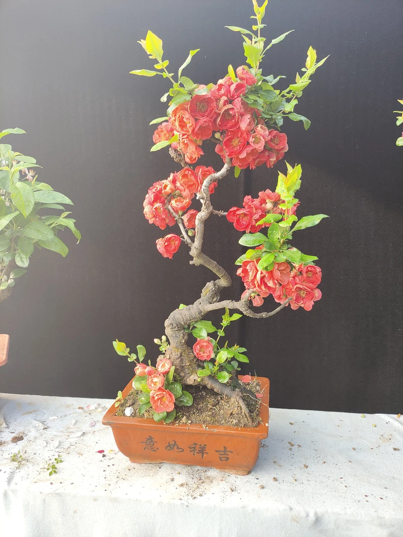 海棠，一物一拍，喜欢就拍下