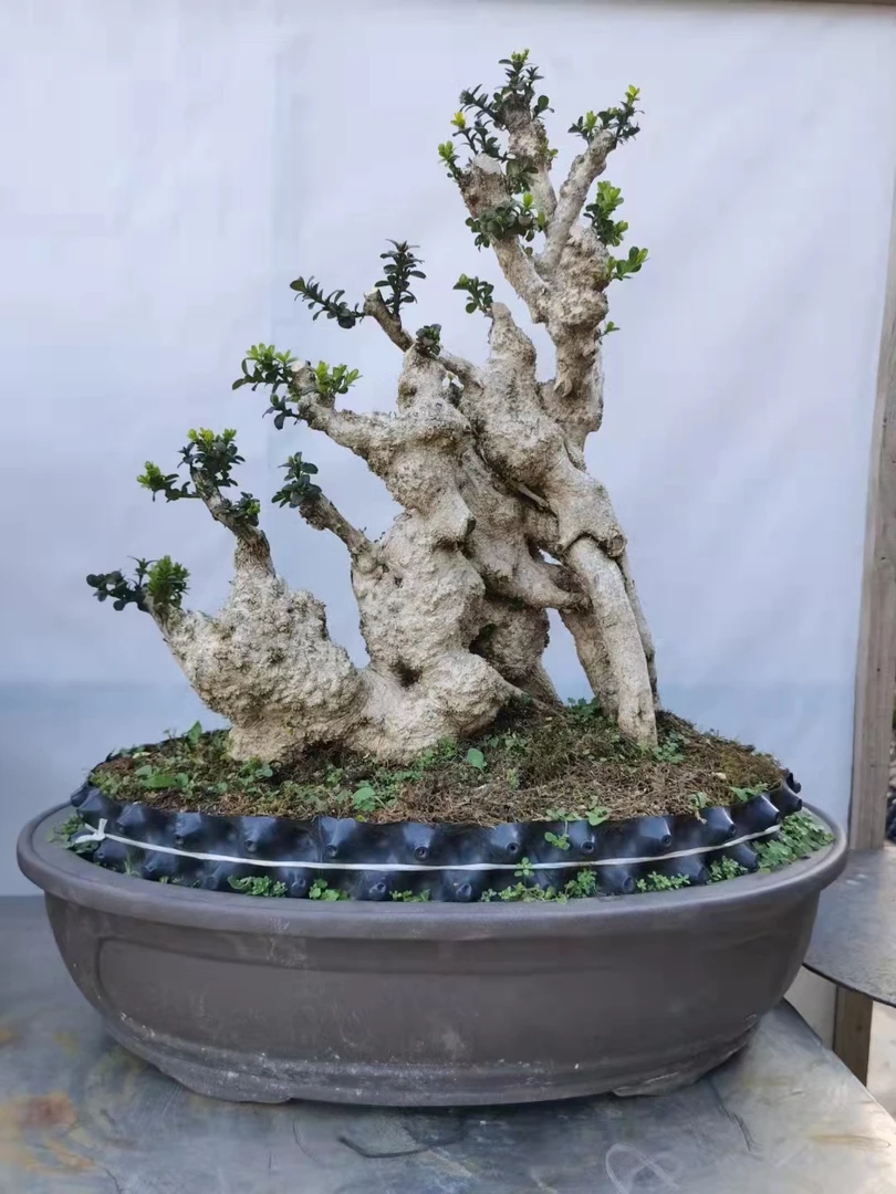 直播拍！不要私拍人工种植盆景，先咨询客服再下单，私拍发小木头断