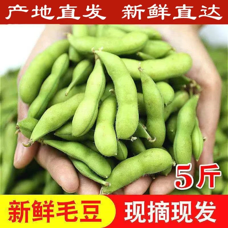 【顺丰包邮】新鲜毛豆青豆3/4/5斤带壳农家当季豆子【现摘现发】
