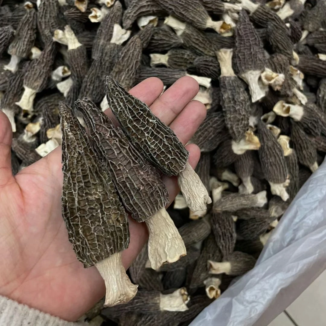 SHANYI/山壹羊肚菌食用南北干货干蘑菇云南特产500g广东包邮香菇