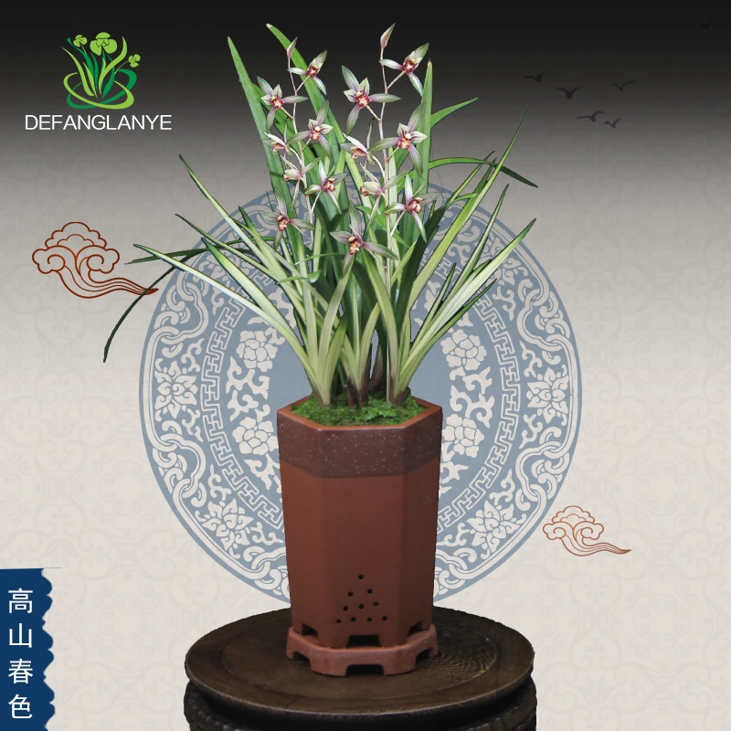 兰花苗带花苞浓香型四季建兰高山春色室内盆景花卉绿植物盆栽观花