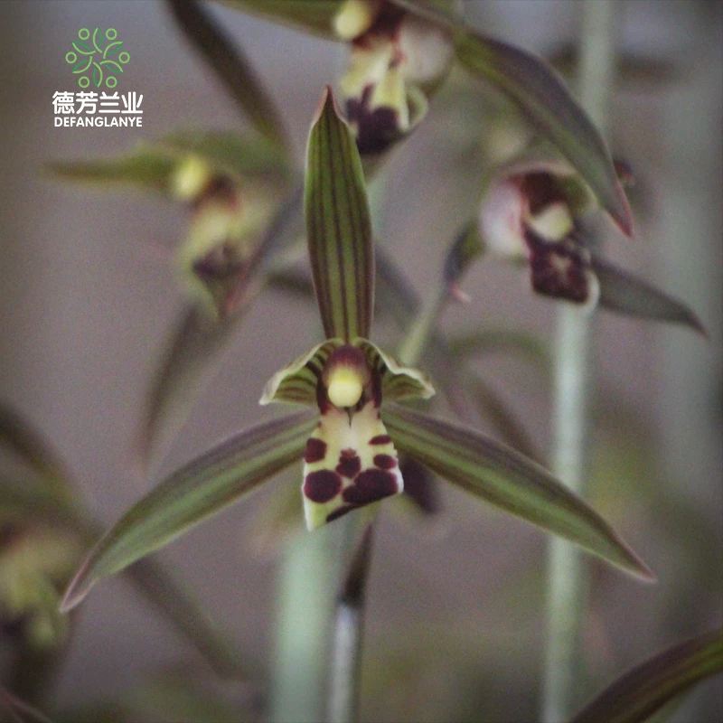 兰花苗金边墨兰五福临门银边带花苞浓香花卉植物盆栽四季室内阳台