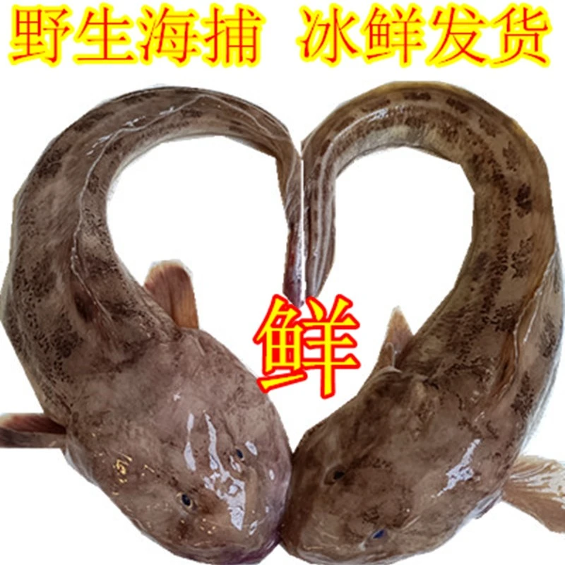 拓购海捕胖头鱼 新鲜活冷冻海鲶鱼 狗光鱼沙光鱼去鱼鳃内脏海鲜