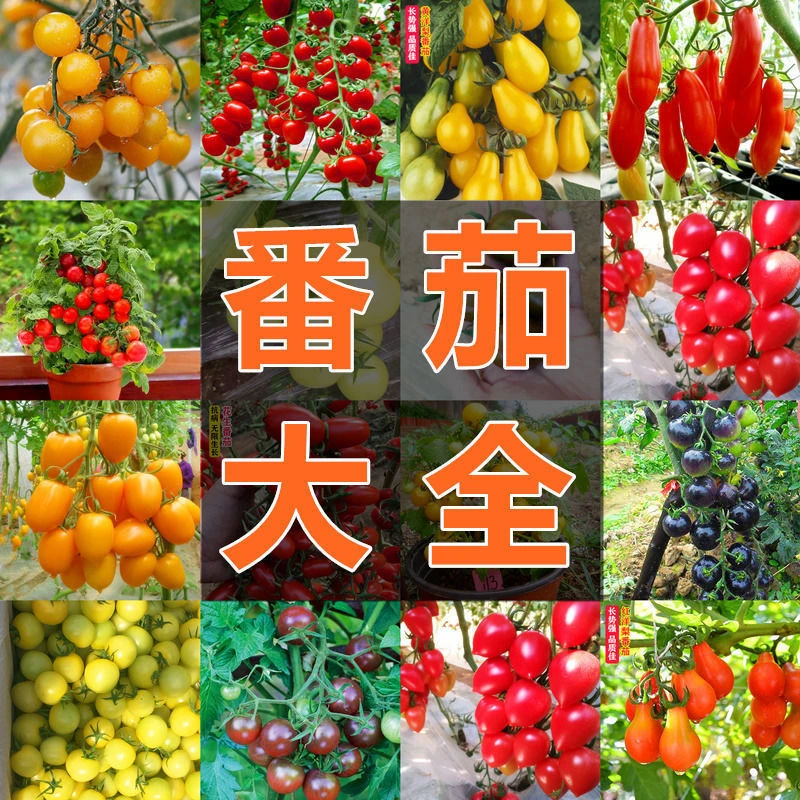 番茄盆栽蔬菜种子圣女果小番茄水果室内阳台矮生番茄种子苗菜种子