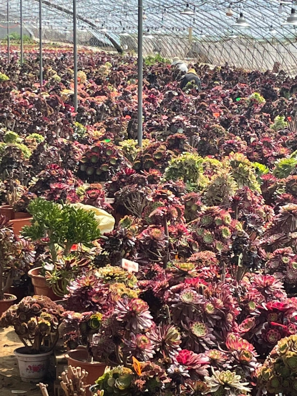 一颗多肉法师，颜色鲜艳，周正圆润