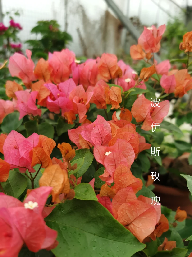 三角梅 波伊斯玫瑰 庭院 爬藤