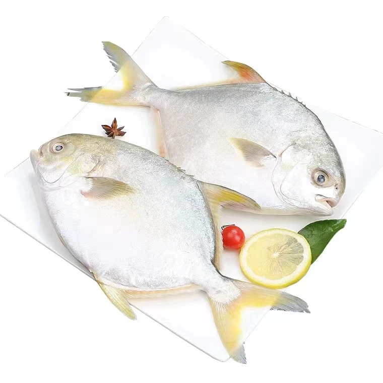 【乌市直发】新鲜金鲳鱼500g*3条鲳鱼金昌鱼海鲜水产鲜活冷只发新疆