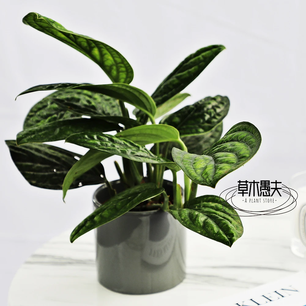 泰国绿萝盆栽秘鲁龟背竹墨西哥龟背竹爬藤垂吊植物网红绿植花卉
