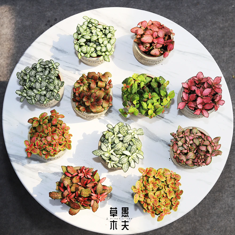 森林火焰白天使网纹草冷水花室内雨林生态瓶水陆缸造景迷你盆景