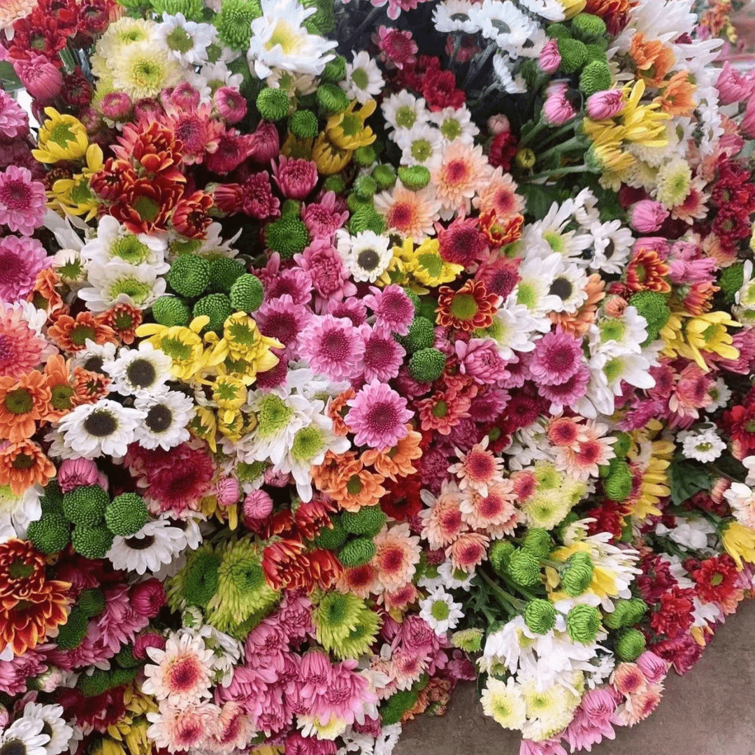 甜丫甜鲜花 小雏菊   （自选，0°以下地区自行加保温，冻伤不售后）