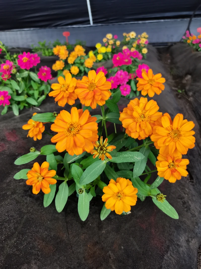 庭院花卉室内盆栽矮秆重瓣百日草步登高