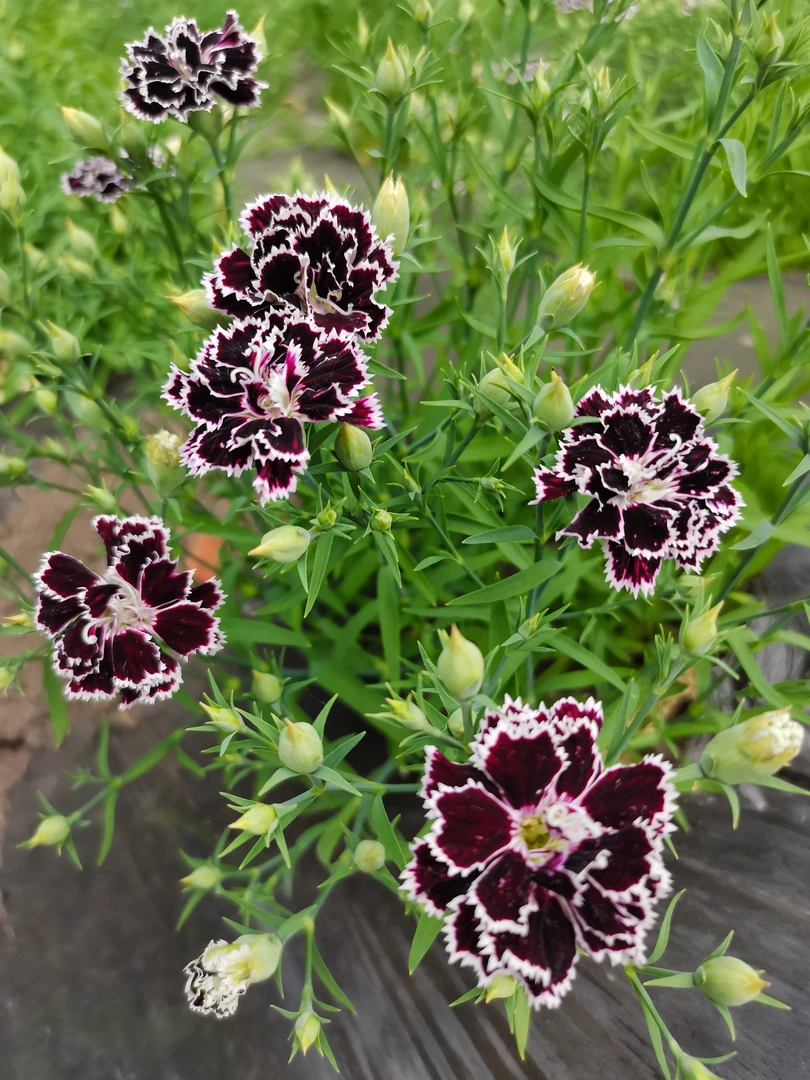 稀有品种黑色石竹耐寒花卉庭院地栽室内盆栽