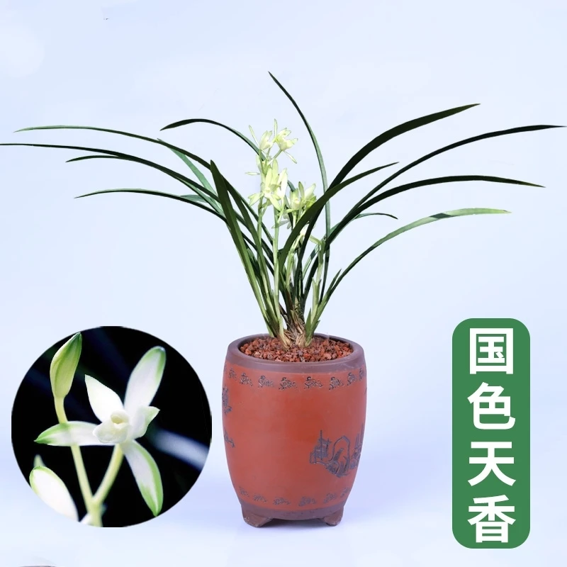 建兰四季兰花艺双全国色天香好养易活绿色客厅阳台庭院夏季美观