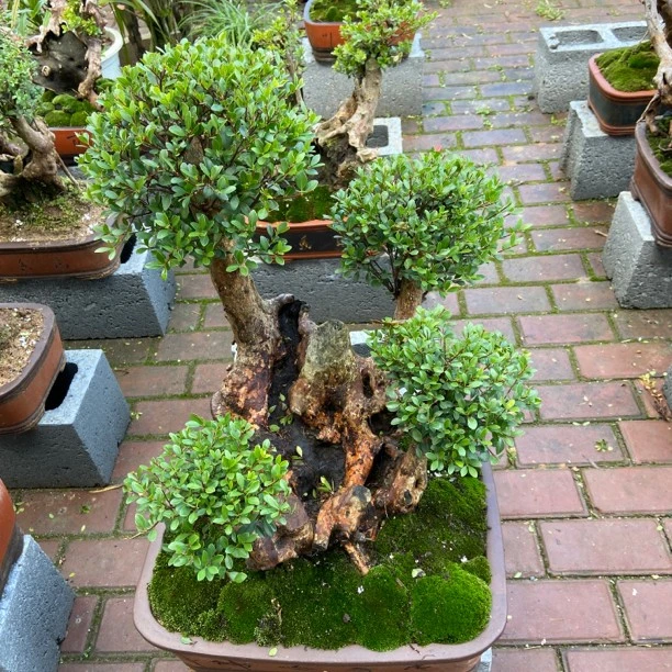 赤楠紫薇榆树白腊等盆景素材