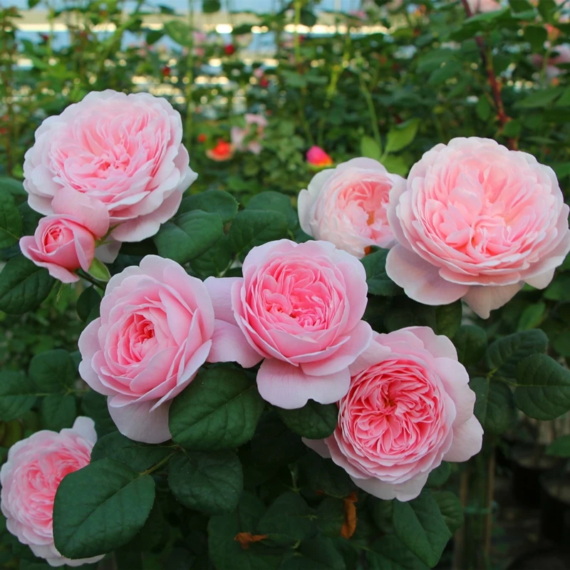 【瑞典女王】藤本月季月季花色柔美四季室内观花植物花卉盆栽阳台