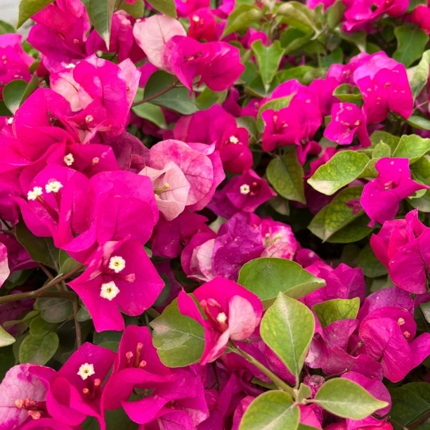 【印度画报】三角梅原盆原土带花小盆栽