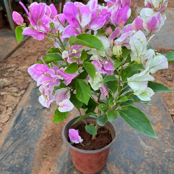 【漳红樱] 复色勤花百变花蝴蝶