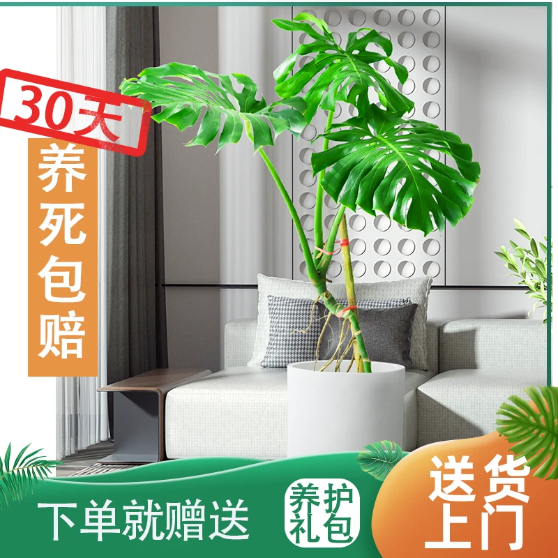 老桩龟背竹室内大型盆栽办公室客厅开背盆景四季常青除甲醛好养