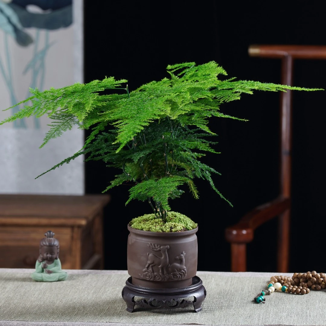 【一鹿有你】文竹一鹿有你陶瓷盆室内办公室桌面盆栽带盆种好发货