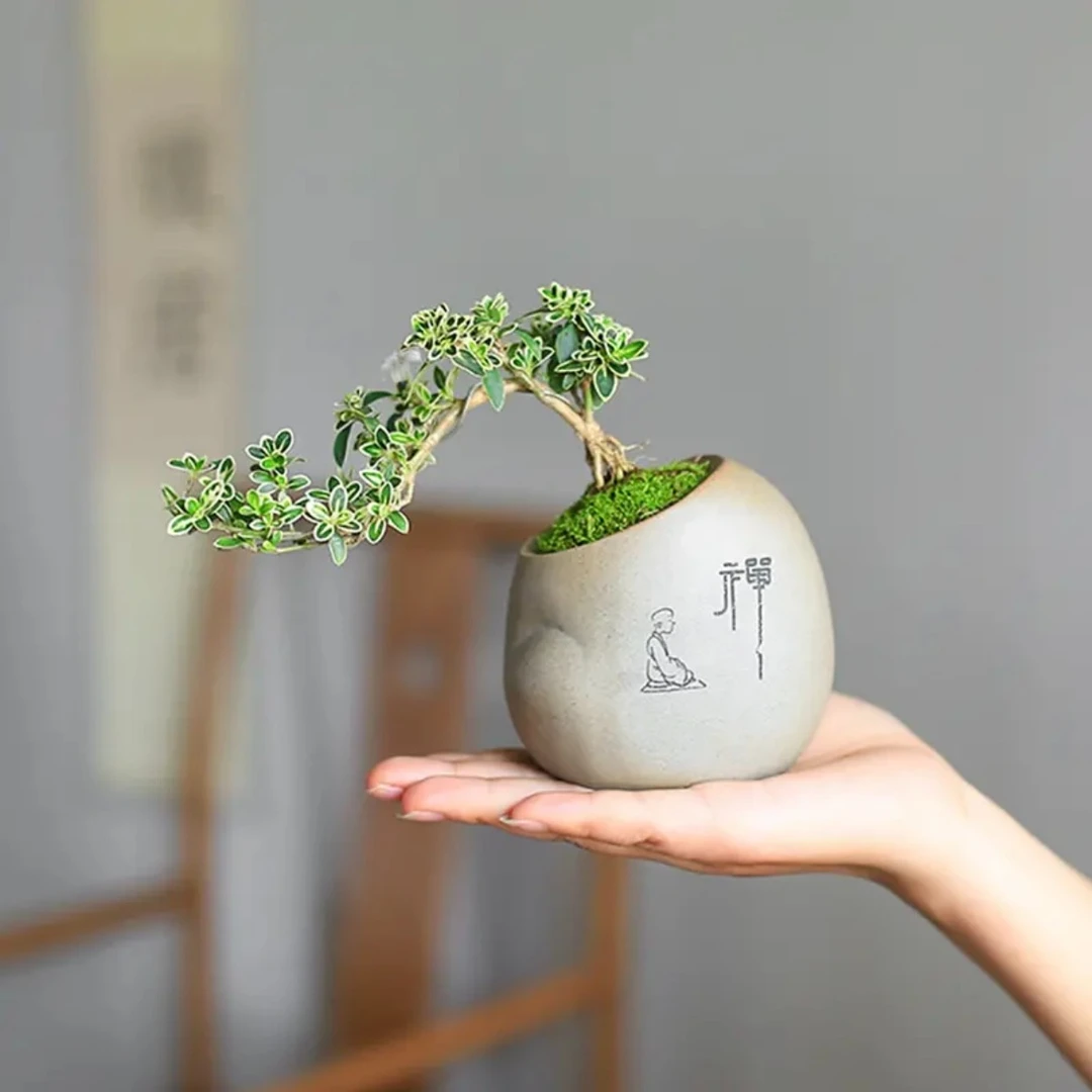 【甄选】悬崖金边六月雪造型养殖盆景艺术创意桌面绿植混合茶几摆件