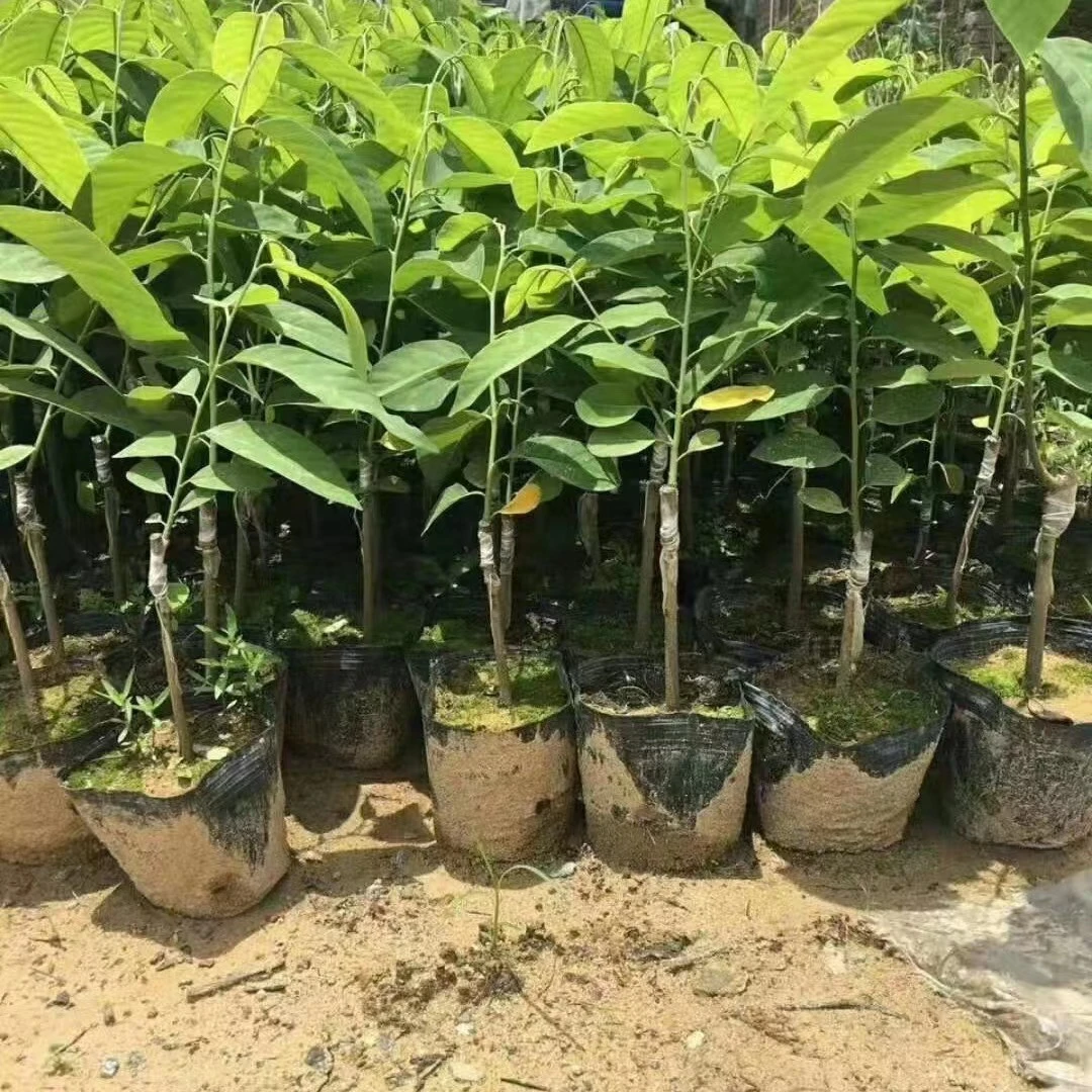 仿真绿植【直播间一物一拍】