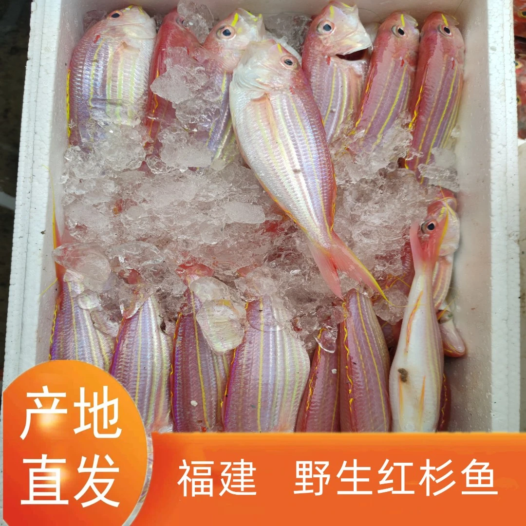 福建祥芝海鲜 红杉鱼（金线鱼）5斤起拍 寄顺丰