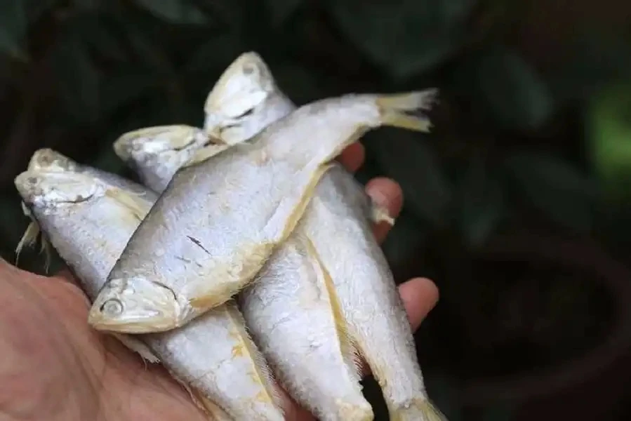 山东发货  渤海湾新货咸香马口鱼5斤