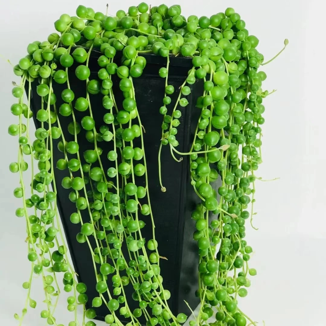 佛珠多肉垂吊盆栽（翡翠珠，耐干旱，忌闷热潮湿）